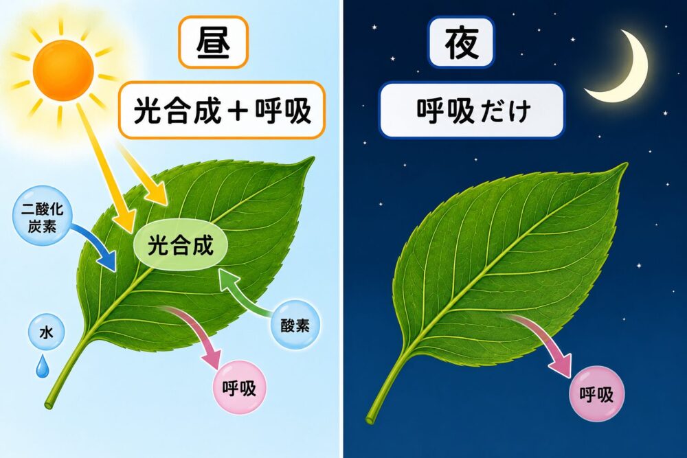 昼と夜の植物のはたらきを比べる図