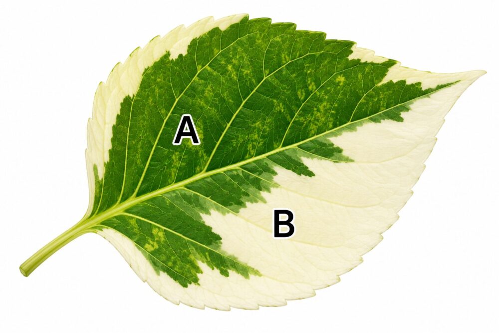ふ入りの葉で葉緑体の有無を比べる図