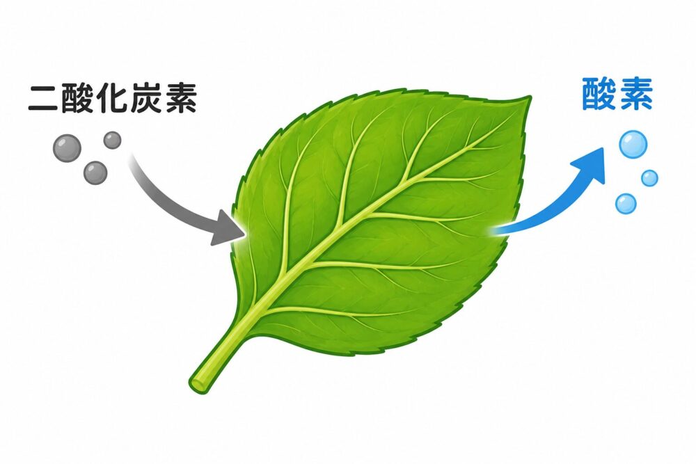 光合成が盛んな葉の気体の出入りを示す図