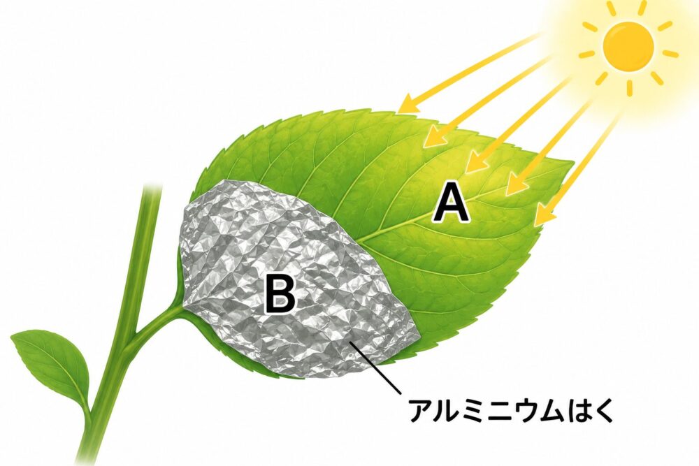 葉の一部をアルミニウムはくでおおう実験の図