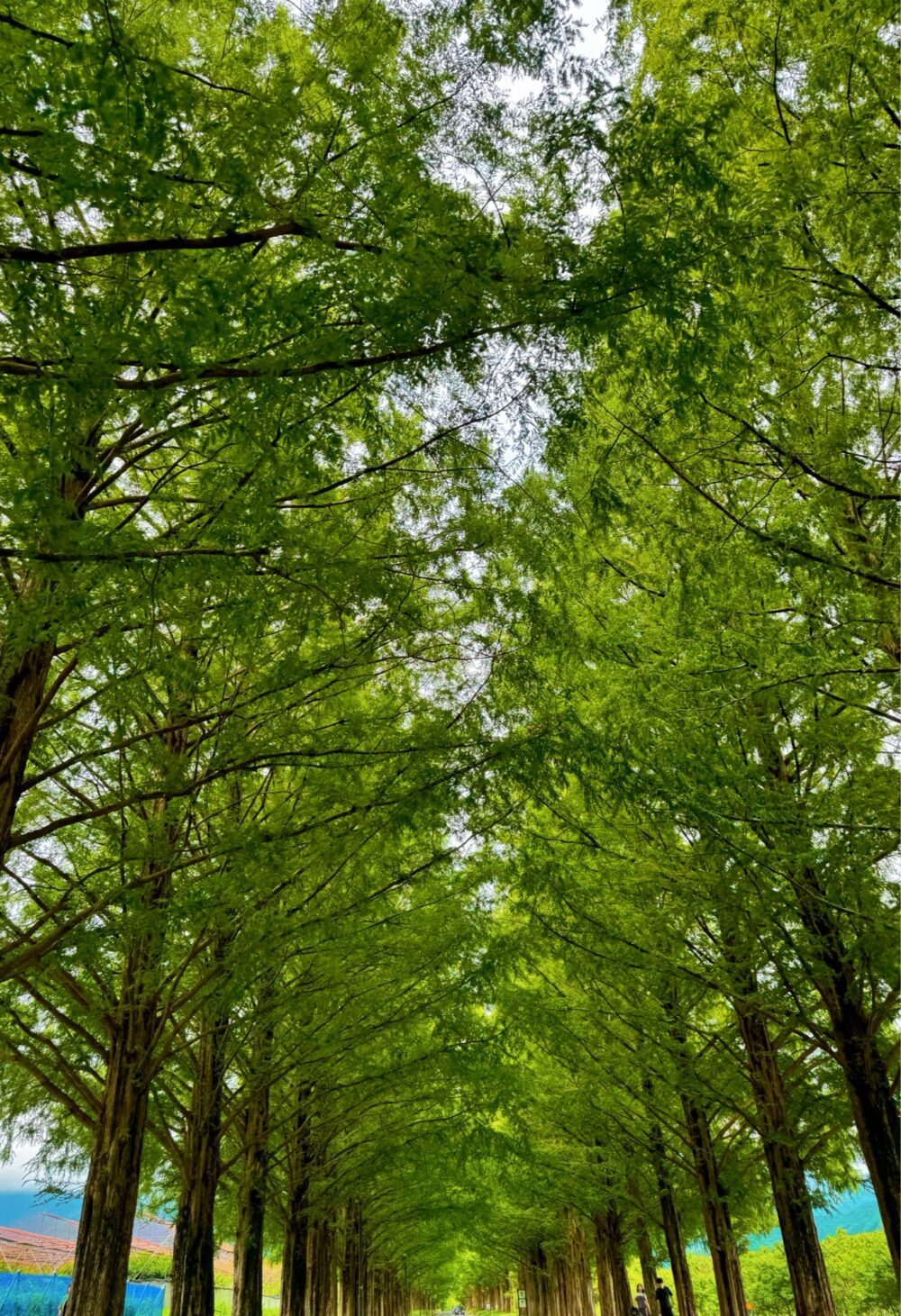 夏のメタセコイア並木を見上げた景色